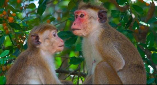 ලංකාවෙන් රිලවු ඉල්ලූ චීන සමාගමට සත්ත්වෝද්‍යාන තිබේ දැයි සොයා බලනවා – කෘෂිකර්ම ලේකම්
